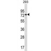 Coiled-Coil Domain-Containing Protein 55 (CCDC55) Antibody