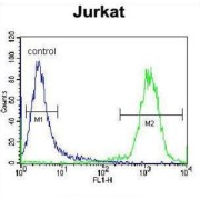 Trinucleotide Repeat Containing 4 (TNRC4) Antibody