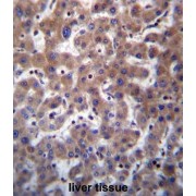 Transmembrane BAX Inhibitor Motif Containing 1 (TMBIM1) Antibody
