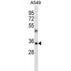Transmembrane BAX Inhibitor Motif Containing 1 (TMBIM1) Antibody