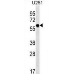 Transmembrane 9 Superfamily Member 2 (TM9SF2) Antibody
