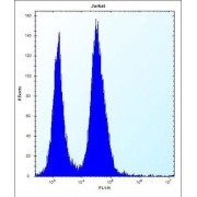 Translocon-Associated Protein Subunit Beta (SSR2) Antibody