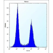 Transmembrane Protein 55B (TM55B) Antibody