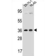 Leucine Zipper Protein 2 (LUZP2) Antibody