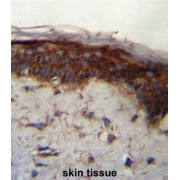 Leucine-Rich Repeat-Containing Protein 37B (LRRC37B) Antibody
