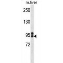 Multidrug Resistance Associated Protein 9 (ABCC12) Antibody