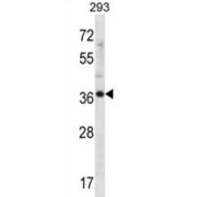 abx027285
