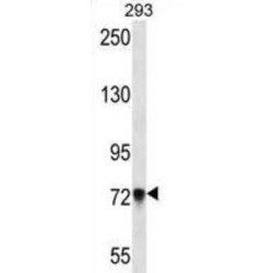 Protocadherin Beta 5 (PCDHB5) Antibody