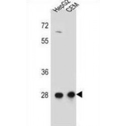 Coiled-Coil Domain Containing 134 (CCDC134) Antibody