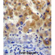 5'-Nucleotidase, Cytosolic IIIB (NT5C3L) Antibody