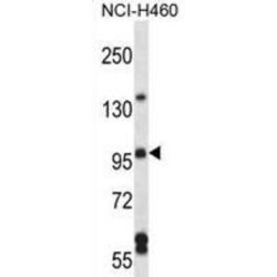 Rho Guanine Nucleotide Exchange Factor 26 / SGEF (ARHGEF26) Antibody