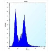 Peptidase Inhibitor 15 (PI15) Antibody