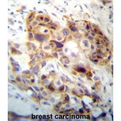 Peptidase Inhibitor 15 (PI15) Antibody