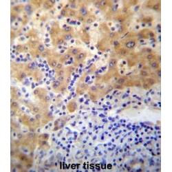 Protein APCDD1 (APCDD1) Antibody