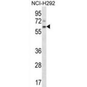 Western blot analysis of NCI-H292 cell lysates (35 µg per lane) using Protein APCDD1 Antibody.