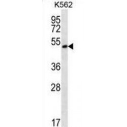 MORN Repeat-Containing Protein 1 (MORN1) Antibody
