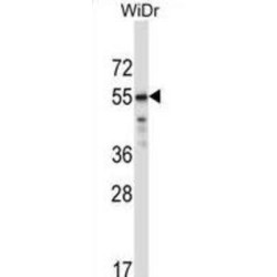Transcription Factor CP2-Like Protein 1 (TFCP2L1) Antibody