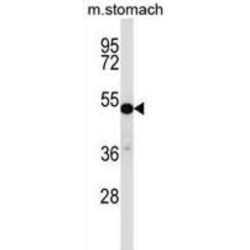 Transcription Factor CP2-Like Protein 1 (TFCP2L1) Antibody
