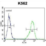 Interleukin 1 Receptor Like Protein 2 (IL1RL2) Antibody