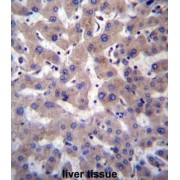 Prolylcarboxypeptidase (PRCP) Antibody