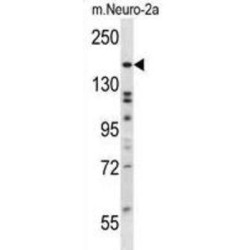 Autophagy-Related Protein 2 Homolog B (ATG2B) Antibody