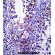 Stromal Cell Derived Factor 2 Like Protein 1 (SDF2L1) Antibody