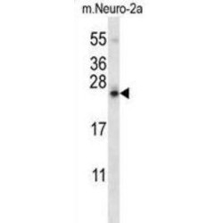 Stromal Cell Derived Factor 2 Like Protein 1 (SDF2L1) Antibody