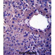 LIN52 Antibody