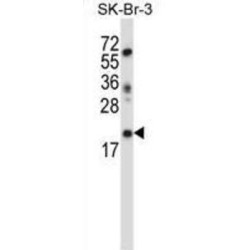 LIN52 Antibody