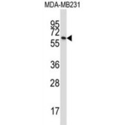 Butyrophilin Subfamily 3 Member A1 (BTN3A1) Antibody