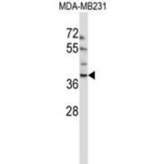 EMI Domain-Containing Protein 1 (EMID1) Antibody