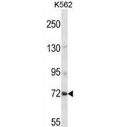 Zinc Finger Protein 132 (ZNF132) Antibody