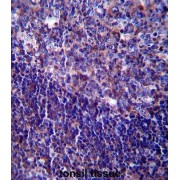 abx027446