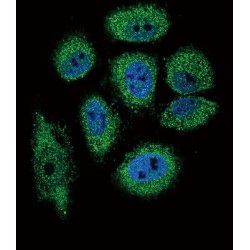Eosinophil Cationic Protein / ECP (RNASE3) Antibody