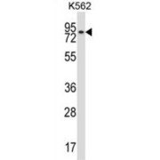 Meiotic Recombination Protein REC8 Homolog (REC8) Antibody