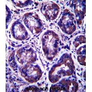 RIB43A Domain With Coiled-Coils 2 (RIBC2) Antibody