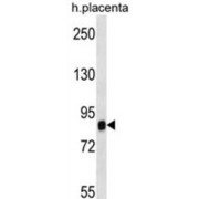 SIDT2 Antibody