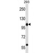 C14orf135 Antibody