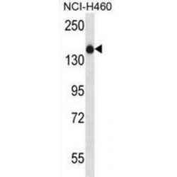 Xin Actin-Binding Repeat-Containing Protein 1 (XIRP1) Antibody