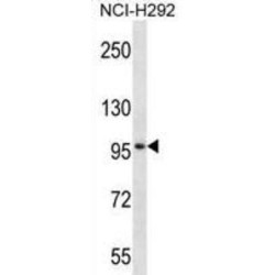 Probable E3 Ubiquitin-Protein Ligase MID2 (MID2) Antibody