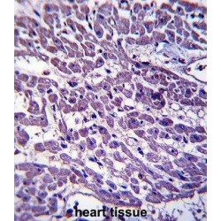 EMILIN-3 (EMILIN3) Antibody