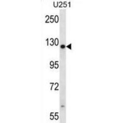 Tetratricopeptide Repeat Protein 13 (TTC13) Antibody