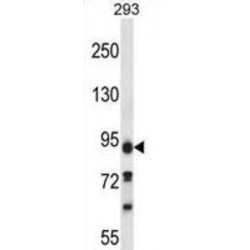 Paladin (KIAA1274) Antibody