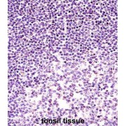 Histone H2A.X (H2AFX) Antibody