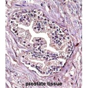 Protein Phosphatase 4 Catalytic Subunit (PPP4C) Antibody