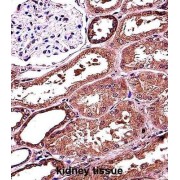 RAN Binding Protein 3 Like (RANBP3L) Antibody