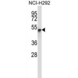 RAN Binding Protein 3 Like (RANBP3L) Antibody