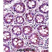 Ran GTPase-Activating Protein 1 (RANGAP1) Antibody