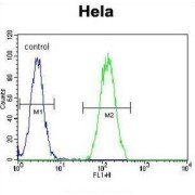 Bone Morphogenetic Protein 2 (BMP2) Antibody