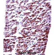 39S Ribosomal Protein L33, Mitochondrial (RM33) Antibody